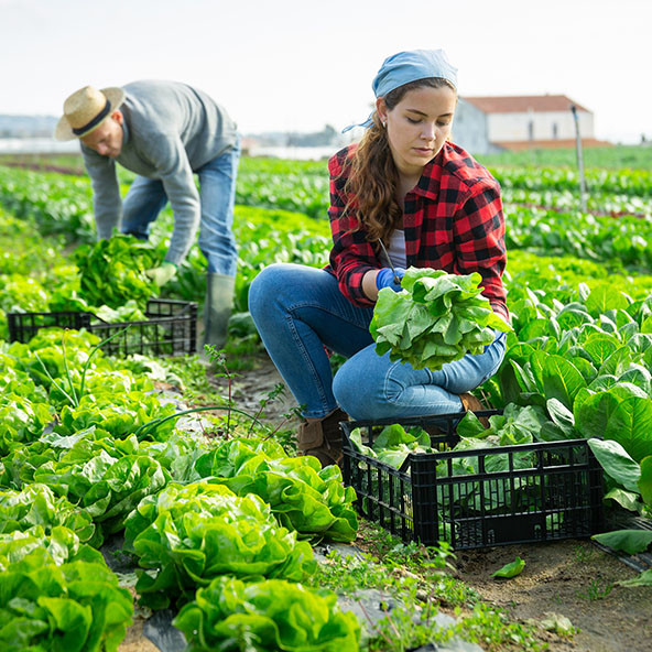 Kajjenotristeje 592x592 Zelenjava Copy