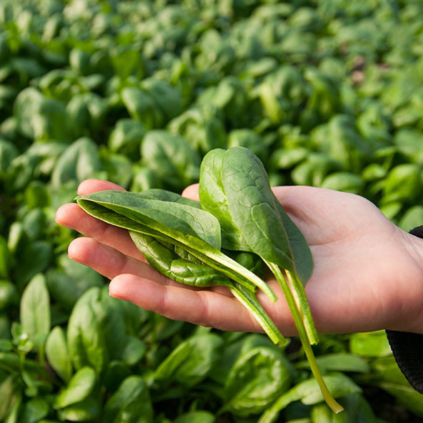 Boljsi M 592x592 Nasa Hrana