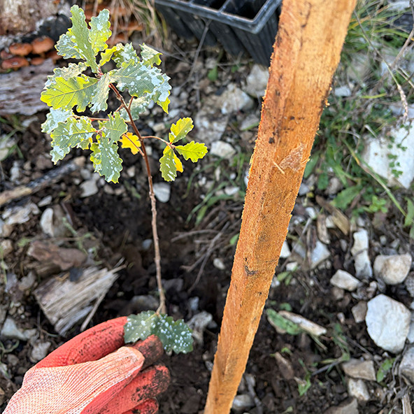 Ena izmed 3000 sadik 592