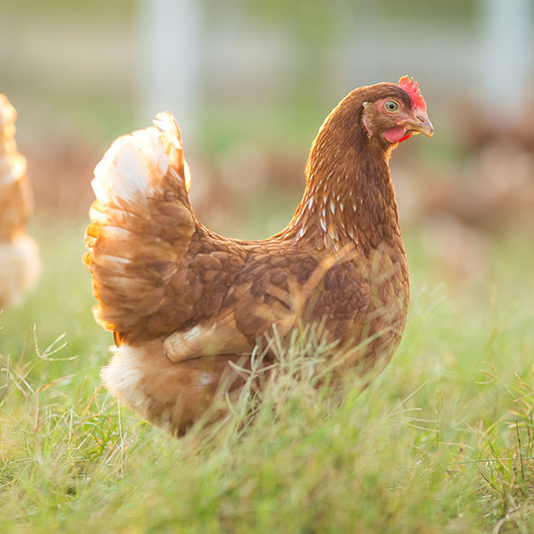 Kajjenotristeje 592x592 Jajca Copy