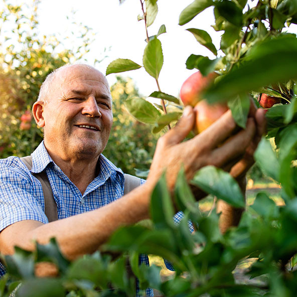 Boljsi M 592x592 Lokalno